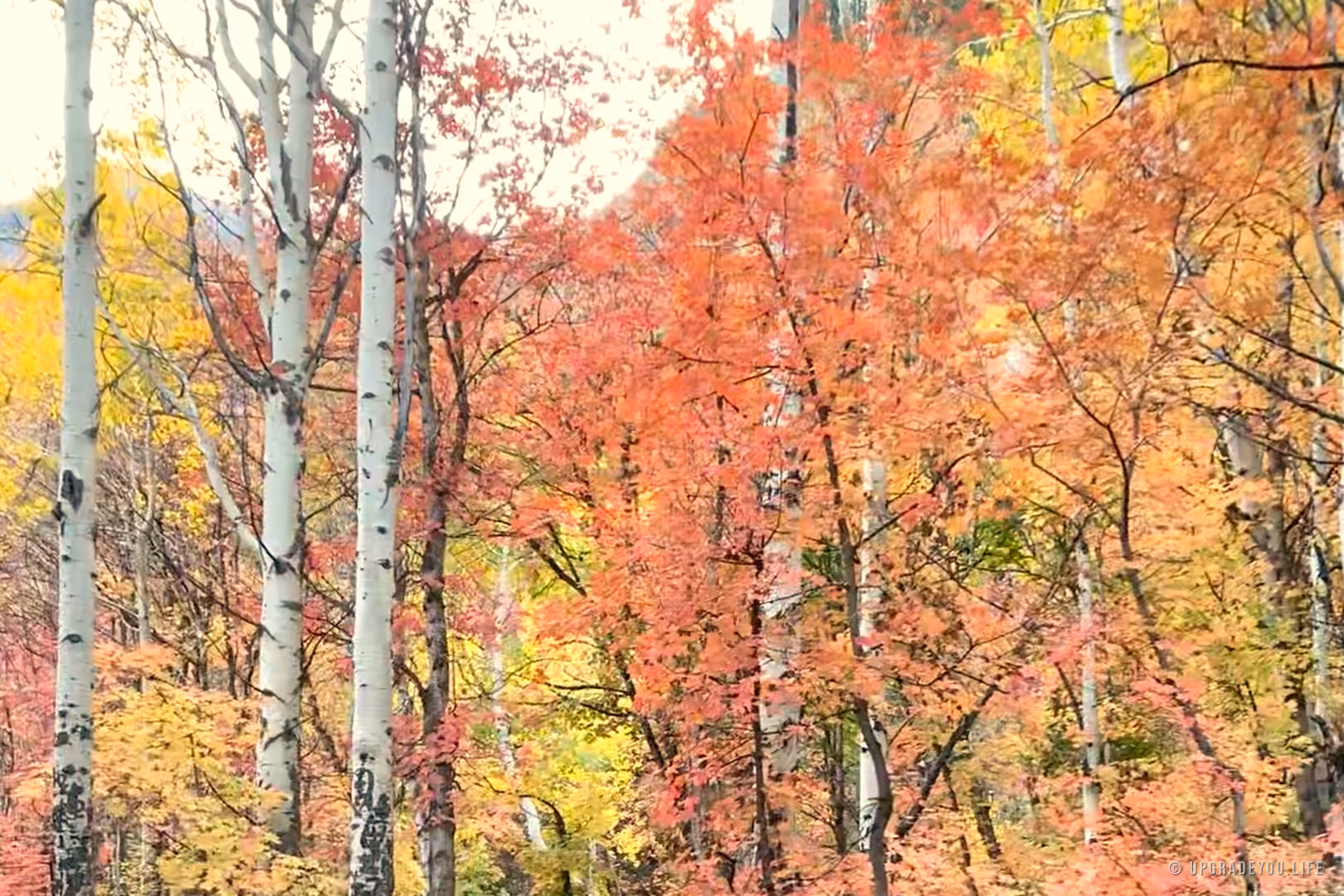 An autumn trail winding through white aspens turning red and gold