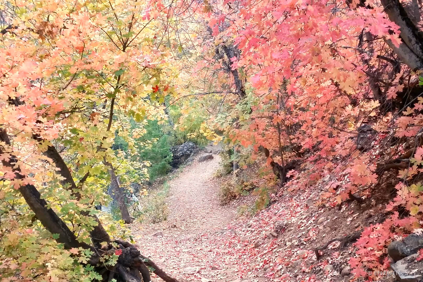 A backlit forest path glowing with pink and gold autumn leaves