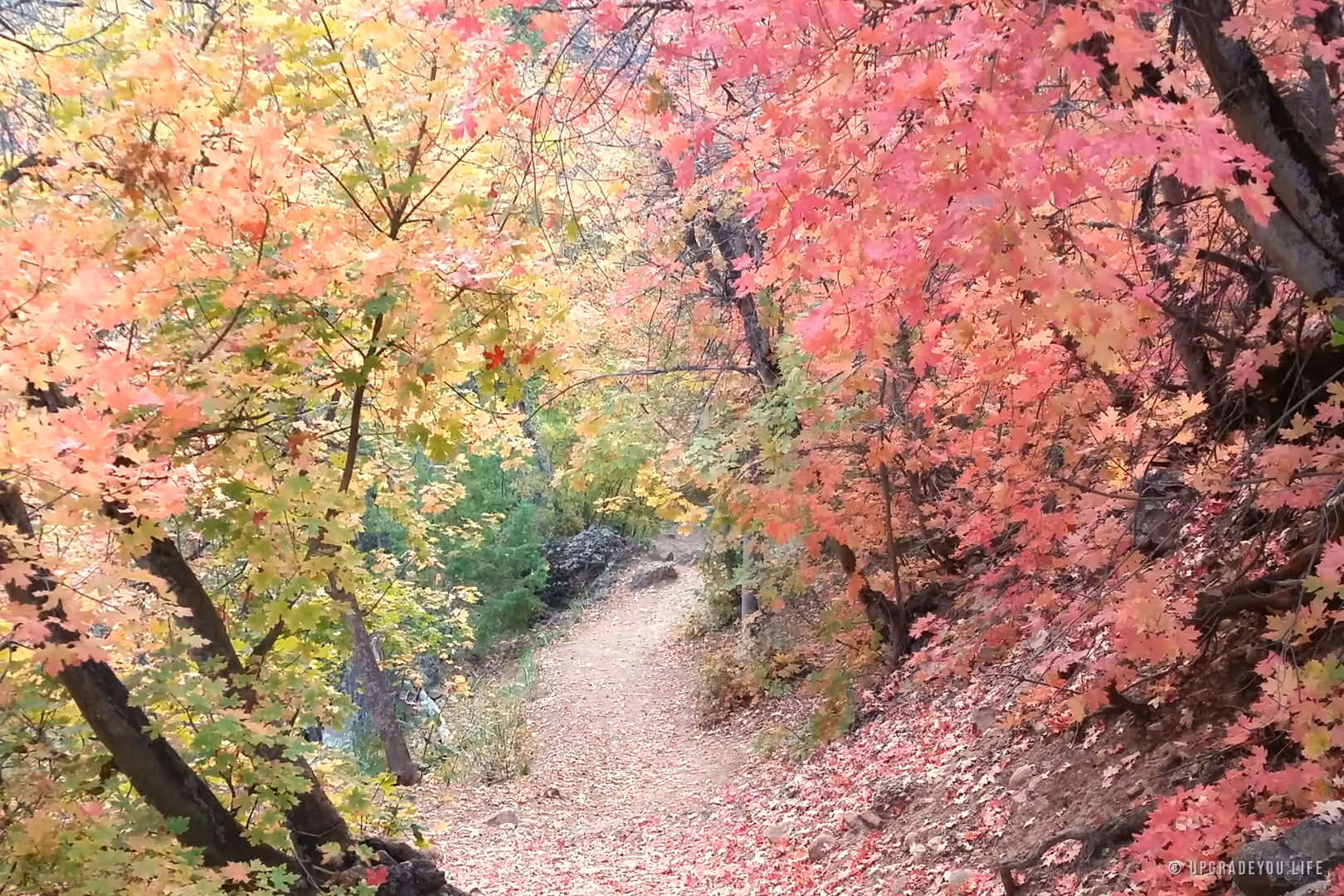 A quiet dirt trail winding beneath a canopy of glowing red and orange autumn leaves