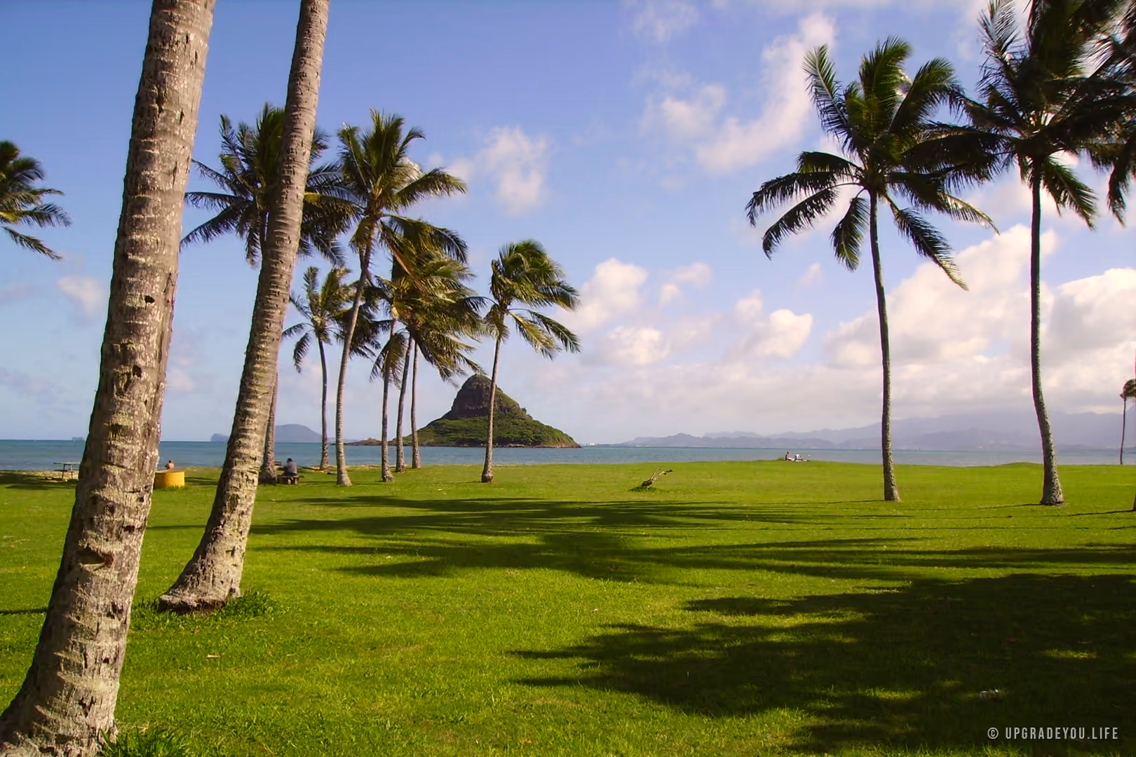 Tall coconut palms leaning over a bright green lawn beside a calm blue Hawaiian bay