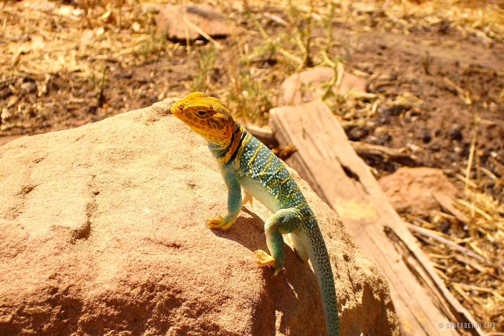 A brightly colored lizard on sunlit desert rock
