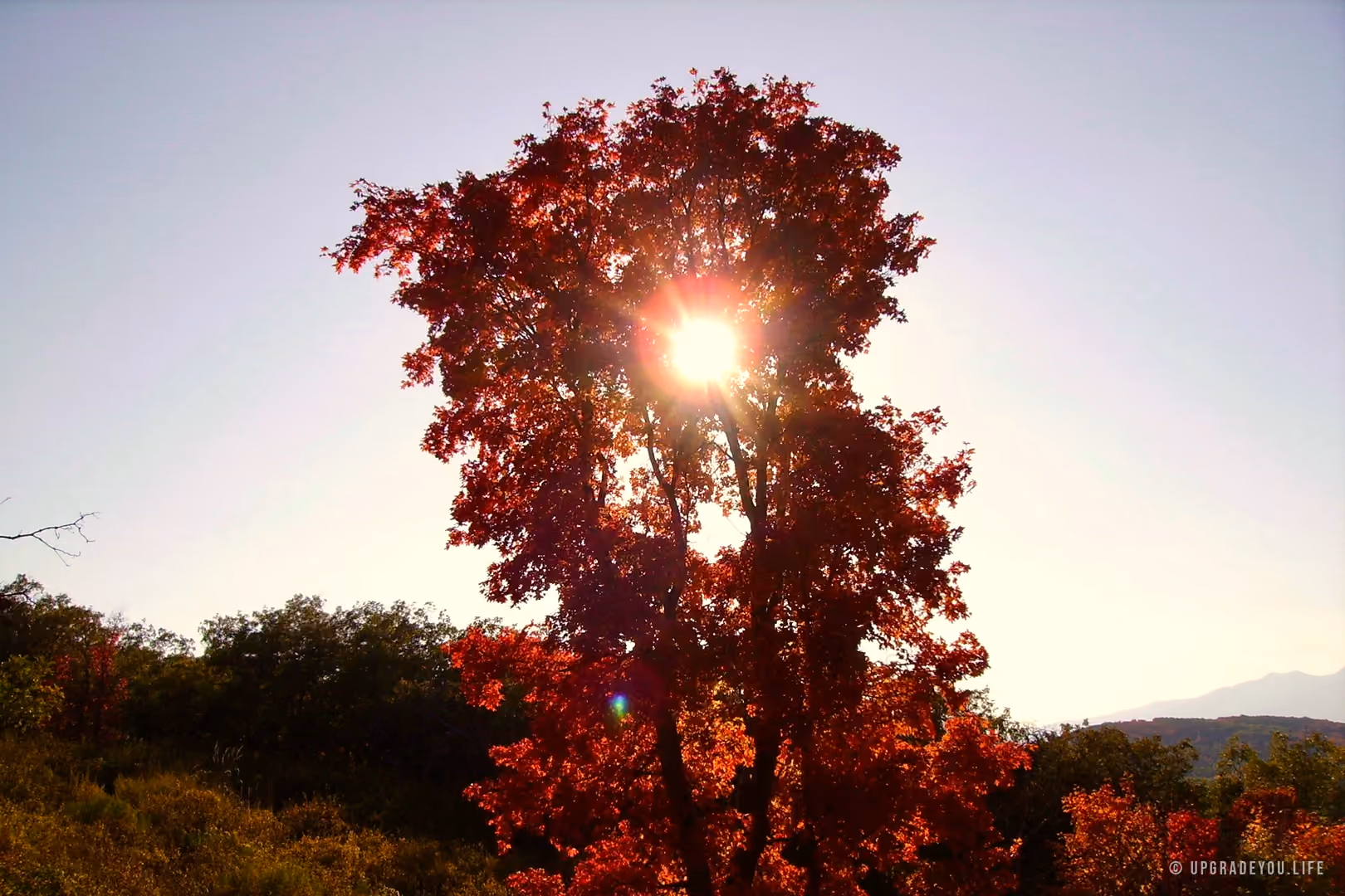 Sunlight bursting through the red leaves of an autumn maple on a hillside